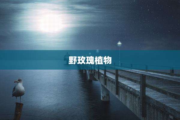 野玫瑰植物