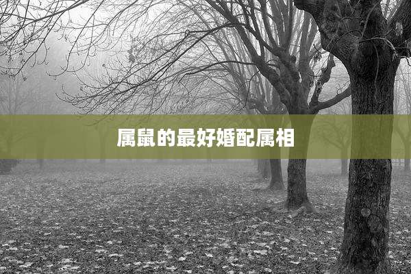 属鼠的最好婚配属相