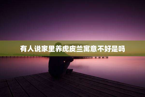 有人说家里养虎皮兰寓意不好是吗