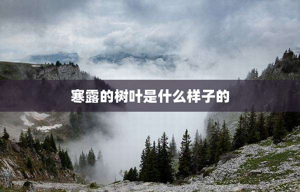 寒露的树叶是什么样子的