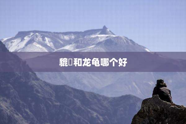 貔恘和龙龟哪个好